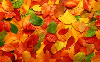 Фон Осень листья в формате png: обои на телефон