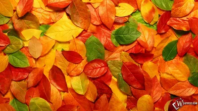Осенние листья: качественные фотообои на iPhone
