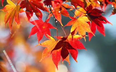 Фон Осень листья в формате jpg для рабочего стола