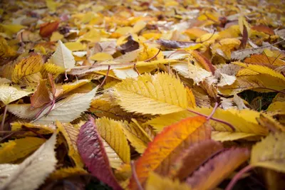 Фотографии Осень листья в хорошем качестве для Windows