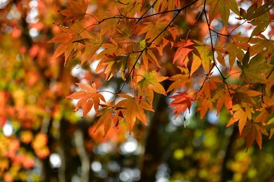 Скачать бесплатно обои Осень листья на Android