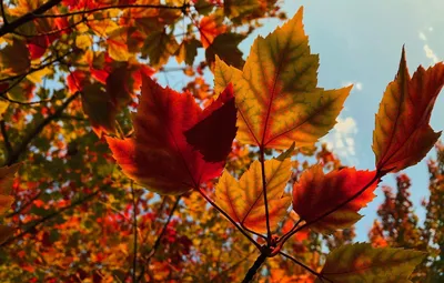 Фон Осень листья в формате png: бесплатные обои
