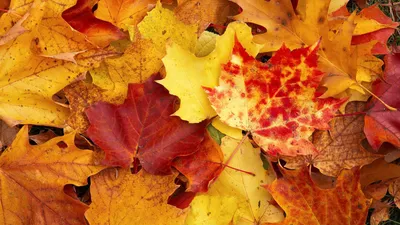 Осенние листья: яркие обои для iPhone