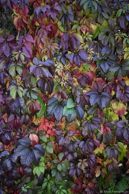Осень листья: фото на рабочий стол скачать бесплатно