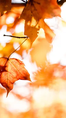 Осень листья в формате jpg: обои на телефон
