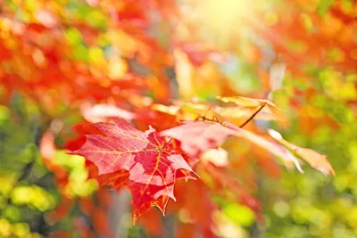 Фон Осень листья для рабочего стола