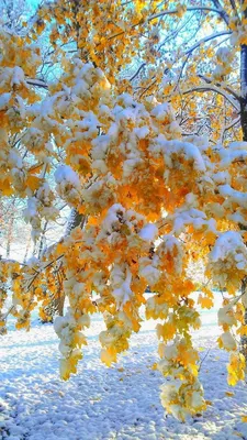 Красивые фото Осень зима для фона на телефоне и компьютере