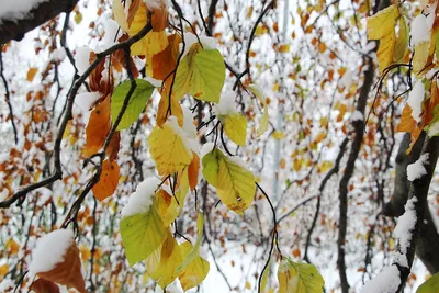 Обои Осень зима в формате png: бесплатно и в высоком качестве