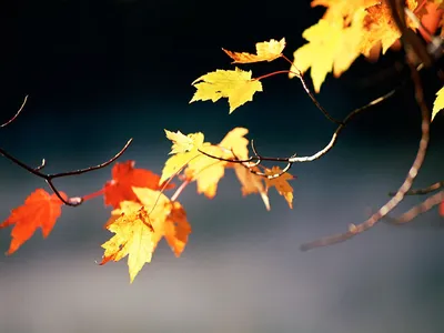 Осенние листья: Скачать бесплатно обои на телефон