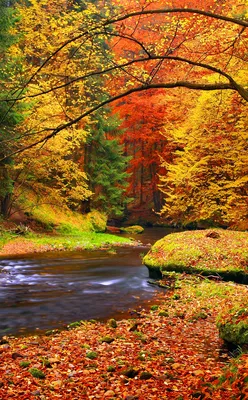 Осенний лес обои