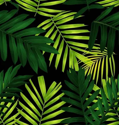 Фото пальмовых листьев в формате jpg - бесплатно
