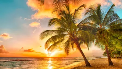 Фото Пляж с роскошным пальмовым лесом