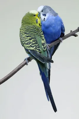 Красочные обои с попугаями для iPhone - скачать