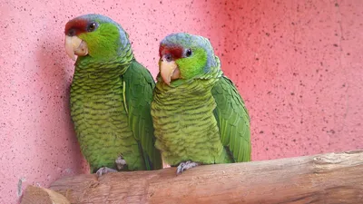 Обои Попугаи в формате webp - скачать бесплатно для iPhone