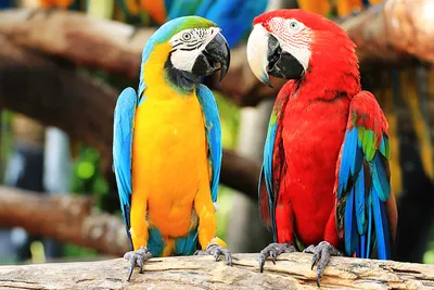 Попугаи - красочные обои для вашего iPhone