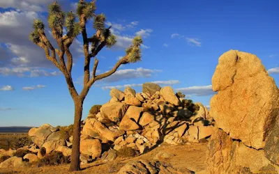 Пустыня: обои на телефон в jpg