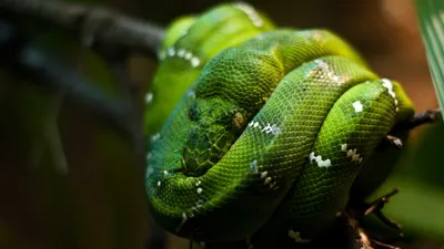 Python - классические обои для Android и iPhone