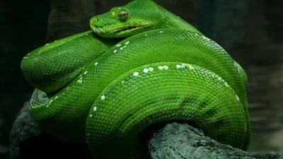 Python - красивые обои для вашего телефона