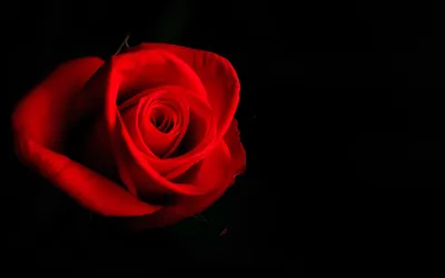 Фоны для iPhone с розой на черном фоне: бесплатно и красиво