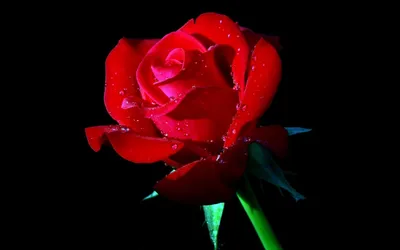 Скачать фото с розой на черном фоне: бесплатно и стильно