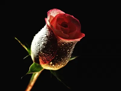 Роза на черном фоне: красивые обои для вашего Android
