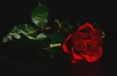 Скачать фото с розой на черном фоне: бесплатно и качественно
