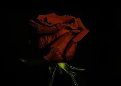 Обои на телефон: красивая роза на черном фоне