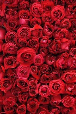 Скачать бесплатно фото Розы красные в хорошем качестве