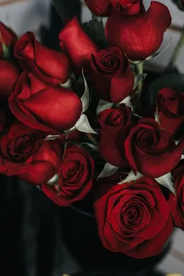 Обои Розы красные на телефон