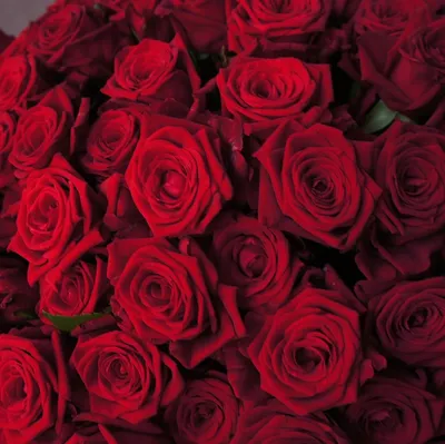 Нежные розы красного цвета в разных размерах