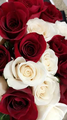 Изящные обои Розы красные для вашего телефона
