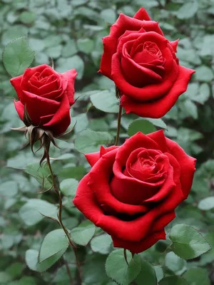 Отличные фото Розы красные для твоего рабочего стола