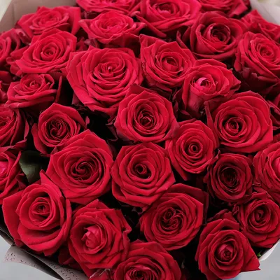 Живые обои Розы красные для Android