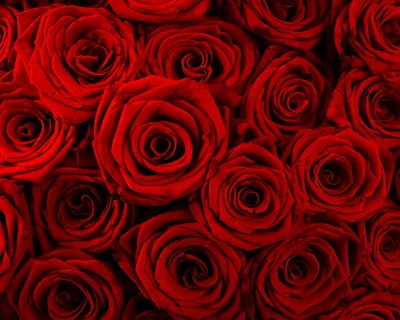 Обои Розы красные на весь экран телефона