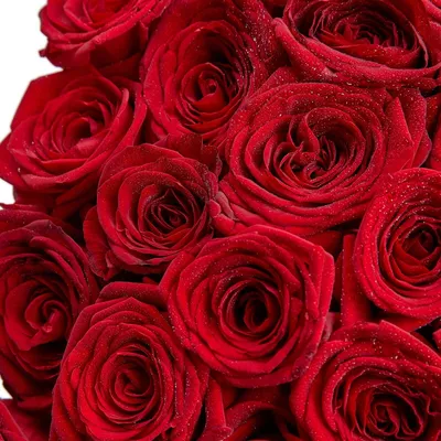 Красочные обои Розы красные для iPhone