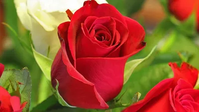 Минималистичные обои Розы красные для рабочего стола