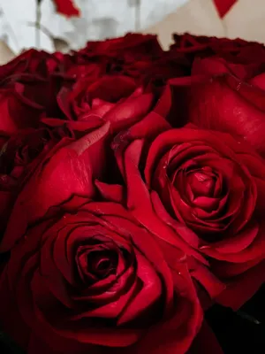 Красивые обои Розы красные для iPhone