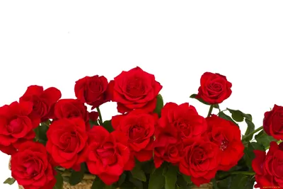 Фото роз красного цвета для использования в дизайне