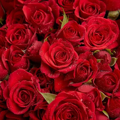 Реалистичные обои Розы красные для iPhone