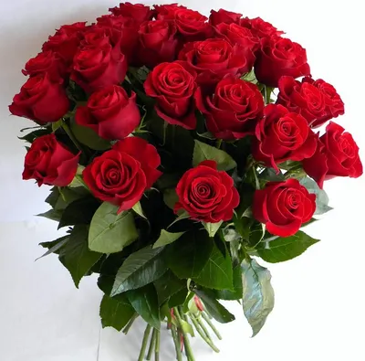 Подборка фото Розы красные в разных стилях