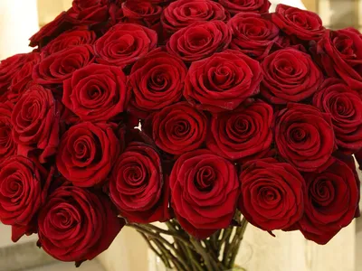 Фото роз красного цвета для использования в качестве фона