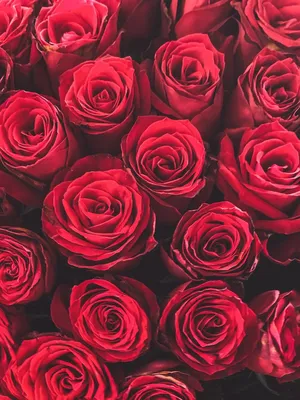 Фото Розы красные для Android