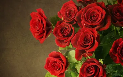 Стоковые фото Розы красные для использования в дизайне