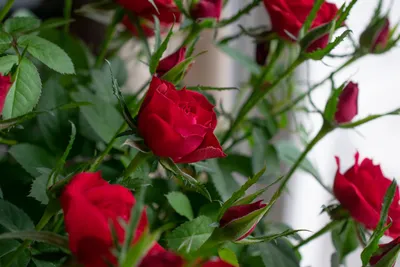 Обои Розы красные с винтажным эффектом