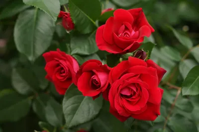 Уникальная коллекция фото Розы красные для рабочего стола