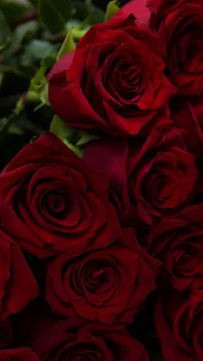 Фон Розы красные в формате JPG для Windows