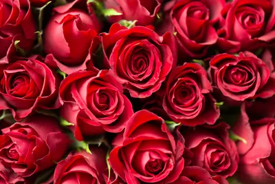 Фоны с розами красного цвета на рабочий стол