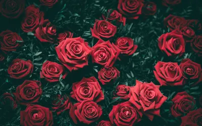 Бесплатные обои Розы красные в разных форматах