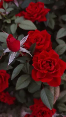 Обои серии Розы красные для декорации мобильного устройства