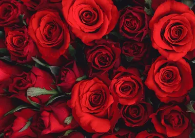 Фон Розы красные в формате JPG для скачивания